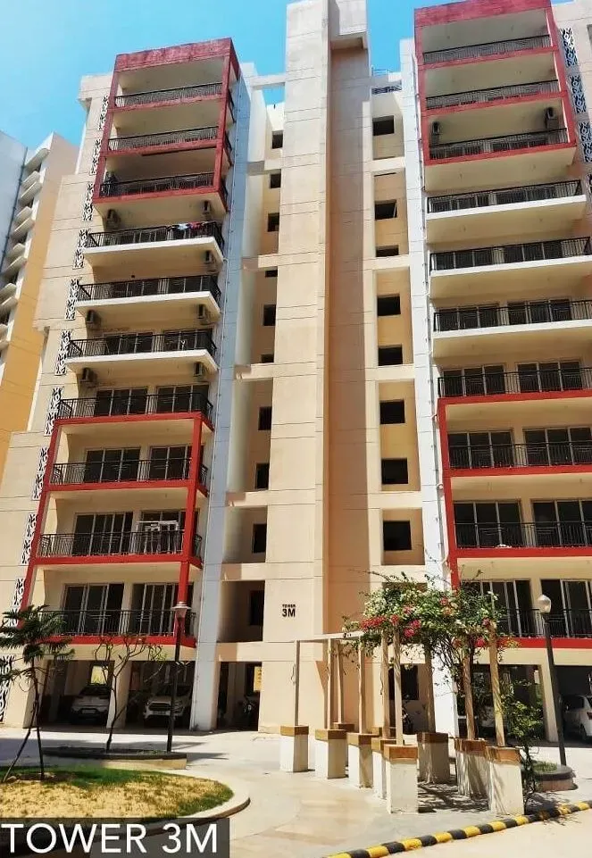 Orris Aster Court Premier