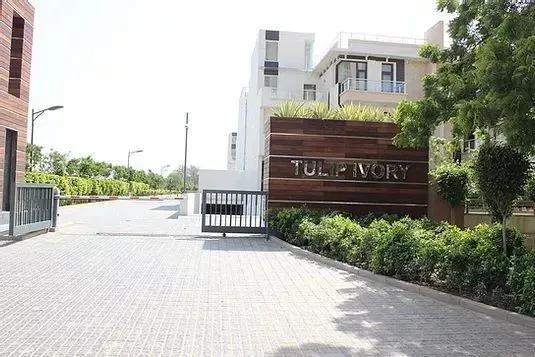 Tulip Ivory